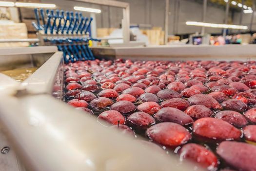 washing red apples in large quantities for further transfer to the packaging line, close-up