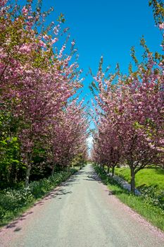 Prunus triloba blossoming in the countryside in spring