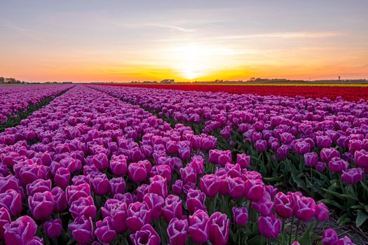 Blooming flower bulbs in the countryside from the Netherlands in spring at sunset