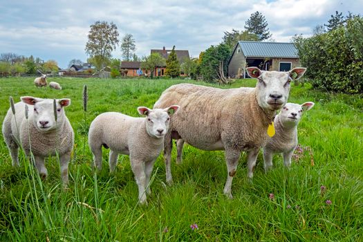 Sheep and lambs in the meadow in springtime in the Netherlands