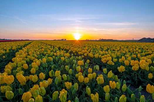 Blooming yellow flower bulbs in the countryside from the Netherlands in spring at sunset