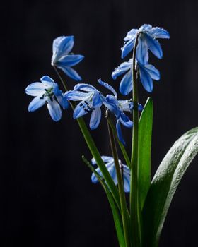 Snowdrops flowers in a vase on a dark background
