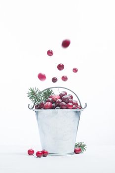 Frozen cranberry berries on a white background and fir tree