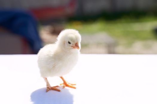 Cute little chicken on a sunny spring day outdoor