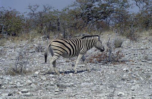 plains zebras (Equus burchellii) near the pan in Etosha National Park, Namibia.