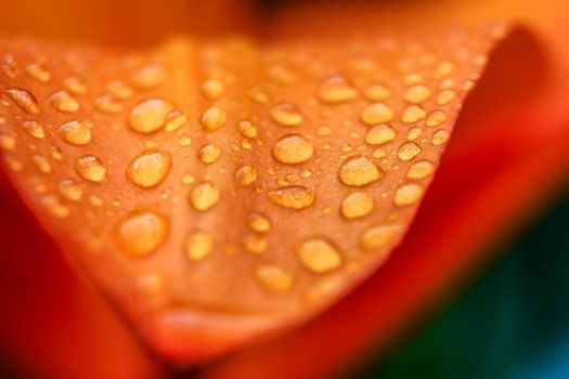 Close up of blooming orange lilies with water drops