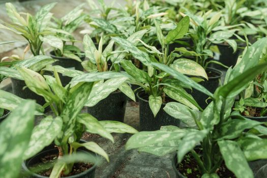 Greenhouse with a large variety of green plants. The concept of planting crops in spring. Pots with seedlings of aglaonema.