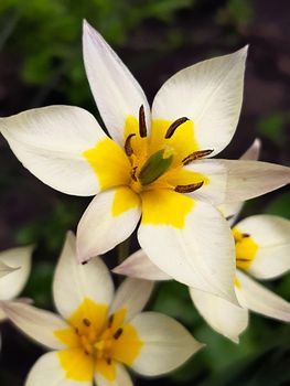 Yellow-cream flowers of the Turkestan tulip on a background of greenery close-up.