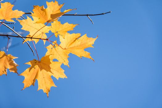 Closeup of golden and orange autumn maple leaves on tree branch against blue sky and white clouds with copy space. Fall nature background