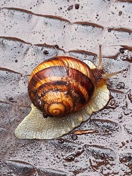 Grape snail creeps during the rain on the ground close-up.