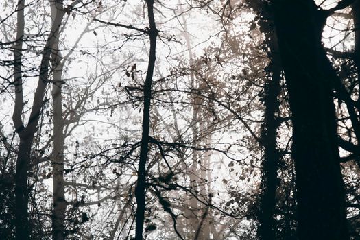 Some trees in a foggy forest in a black and white picture