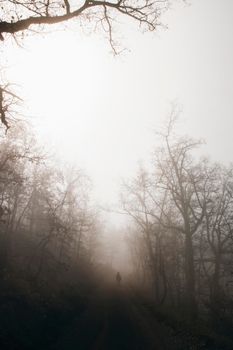 Girl walking in a path among the fog and trees in a dark forest