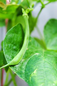 selenium bean pods in garden. selective focus.food