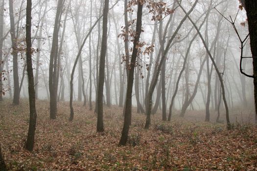 Foggy beautiful landscape showing some trees and leaves in autumn