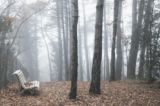 A bench in a foggy forest in autumn