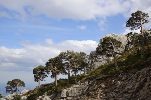 Landscape showing some trees and a big rock in a steep mountain in the pyrenees in Andorra