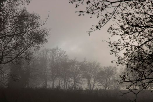 Foggy dark landscape showing some trees and branches
