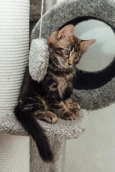 Young marble longhair bengal cat sitting on a soft cat's shelf of a cat's house indoors.