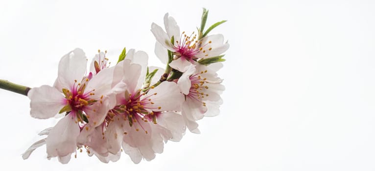 Blooming tree in spring. Fresh pink flowers on branch of fruit tree. Selective focus.nature