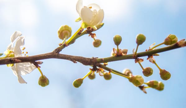 Blooming tree in spring. Fresh pink flowers on branch of fruit tree. Selective focus.nature