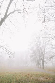 mysterious scene of autumn nature in the foggy morning. High quality photo