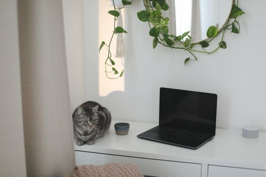 cat at cozy workplace with a laptop on the table and a flower by the round mirror. home interior decoration