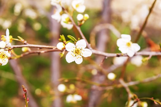 Blooming tree in spring. Fresh pink flowers on branch of fruit tree. Selective focus.nature