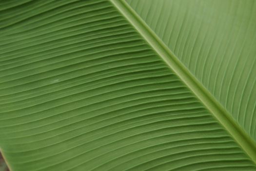A leaf of a green plant in close-up, macro photography.