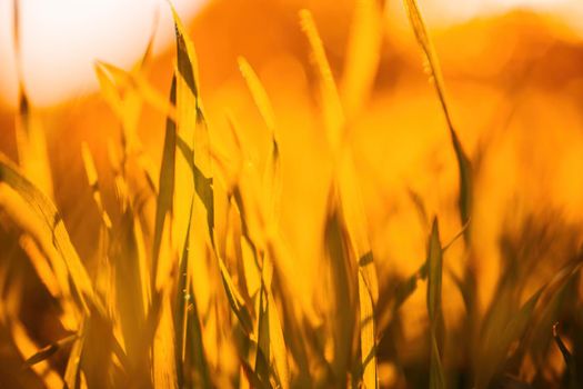 Close up of freshly cutting grass on the green lawn or field with sun beam, soft focus, free space.