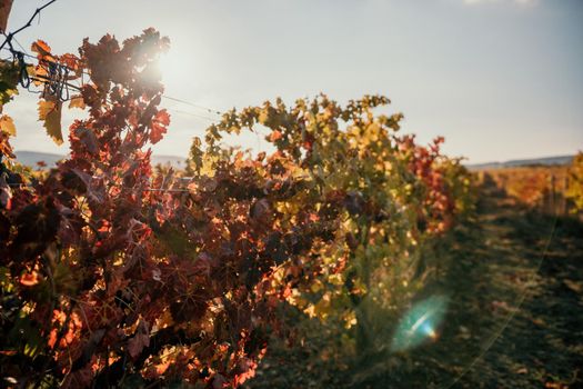 Beautiful clusters of ripening grapes in the sun. Grape plantation in the sunset light. Beautiful vine with grapes. Wine Making concept. Grape business.