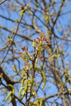 Common walnut branch with flowers and new leaves against blue sky - Latin name - Juglans regia