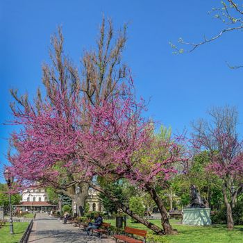 Odessa, Ukraine 06.05.2022. Blooming Judas tree in the City garden in Odessa during the war in Ukraine on a sunny spring day