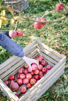 autumn harvest of red organic apples. High quality photo