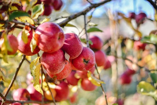 autumn harvest of red organic apples. High quality photo