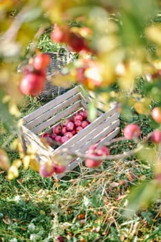 autumn harvest of red organic apples. High quality photo