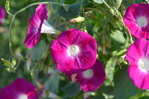 Common morning glory flowers - Latin name - Ipomoea purpurea