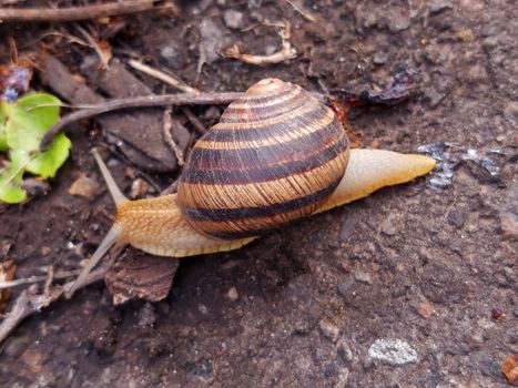 Grape snail creeps on the ground in the garden close-up.