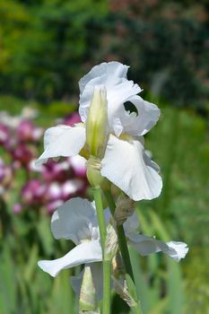 Tall bearded iris Tranquility flowers - Latin name - Iris barbata elatior Tranquility