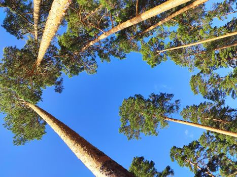 Pine forest nature background blue sky.