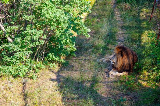 Big cat having rest at hot summer day