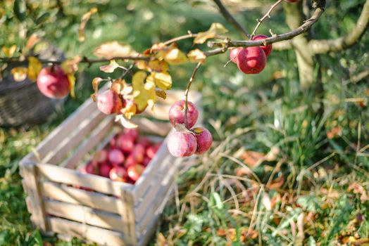 autumn harvest of red organic apples. High quality photo