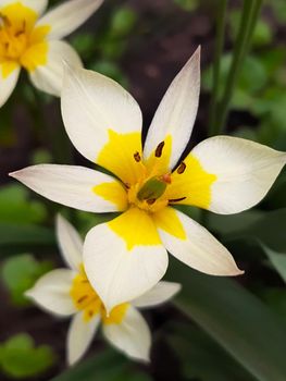 Yellow-cream flowers of the Turkestan tulip on a background of greenery close-up.