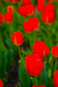 colorful tulips flowers field in springtime with low sun 