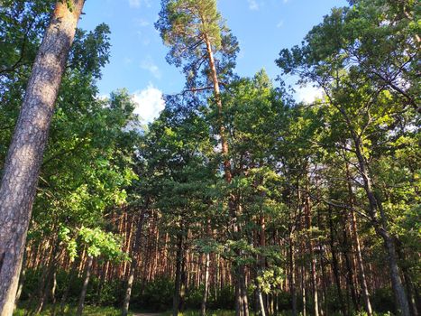 Pine forest nature background blue sky.