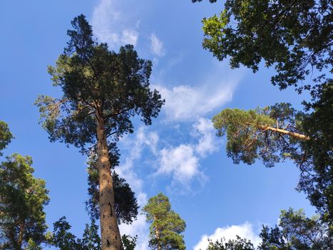 Pine forest nature background blue sky.