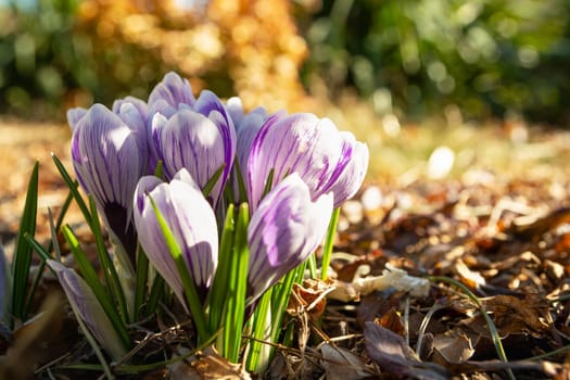 Spring crocuses in the garden and blurred background, sunny day