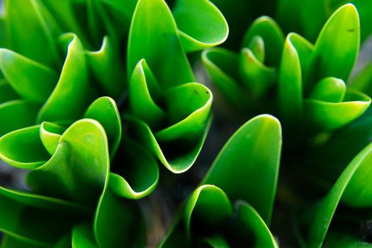 A close-up of abstract green plants in a garden, top view