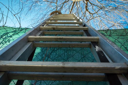 Ladder leaning against the fence, tree branches and the blue sky