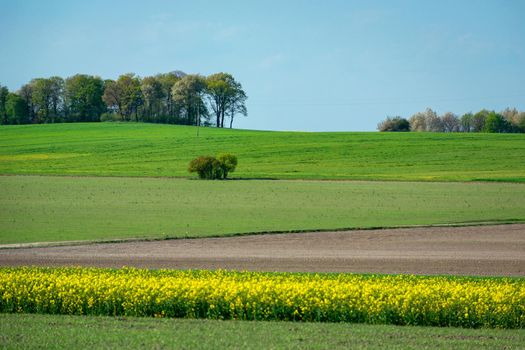 Spring freshly coloured fields with tall trees on the horizon, focus to the background