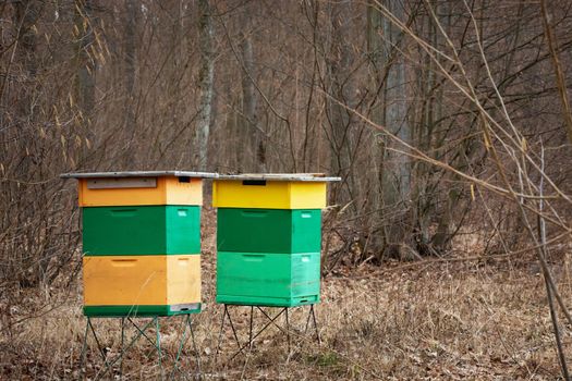 Two colourful beehives standing in a forest, spring day